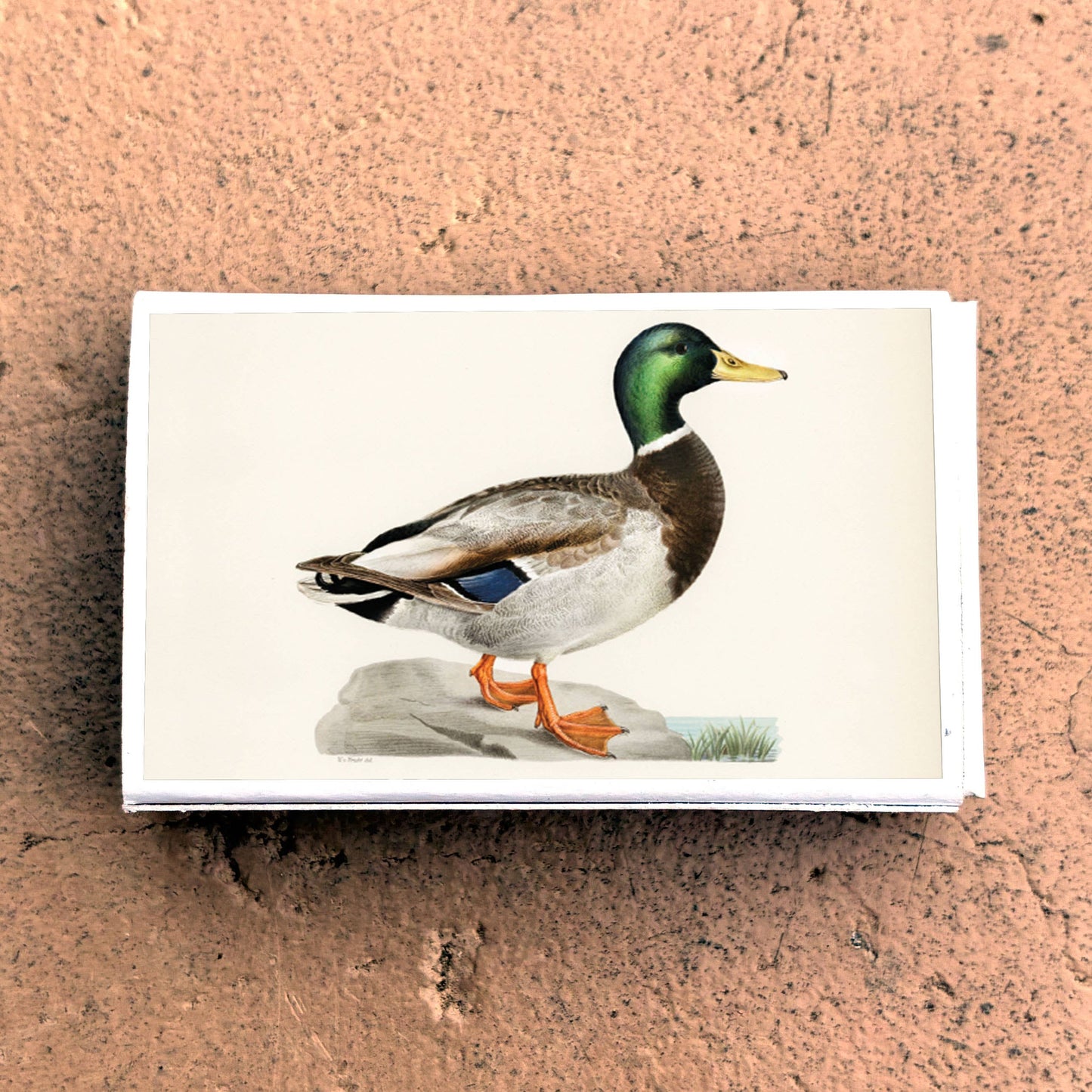 Matches • Mallard Duck • Home Decor for Candles and Incense