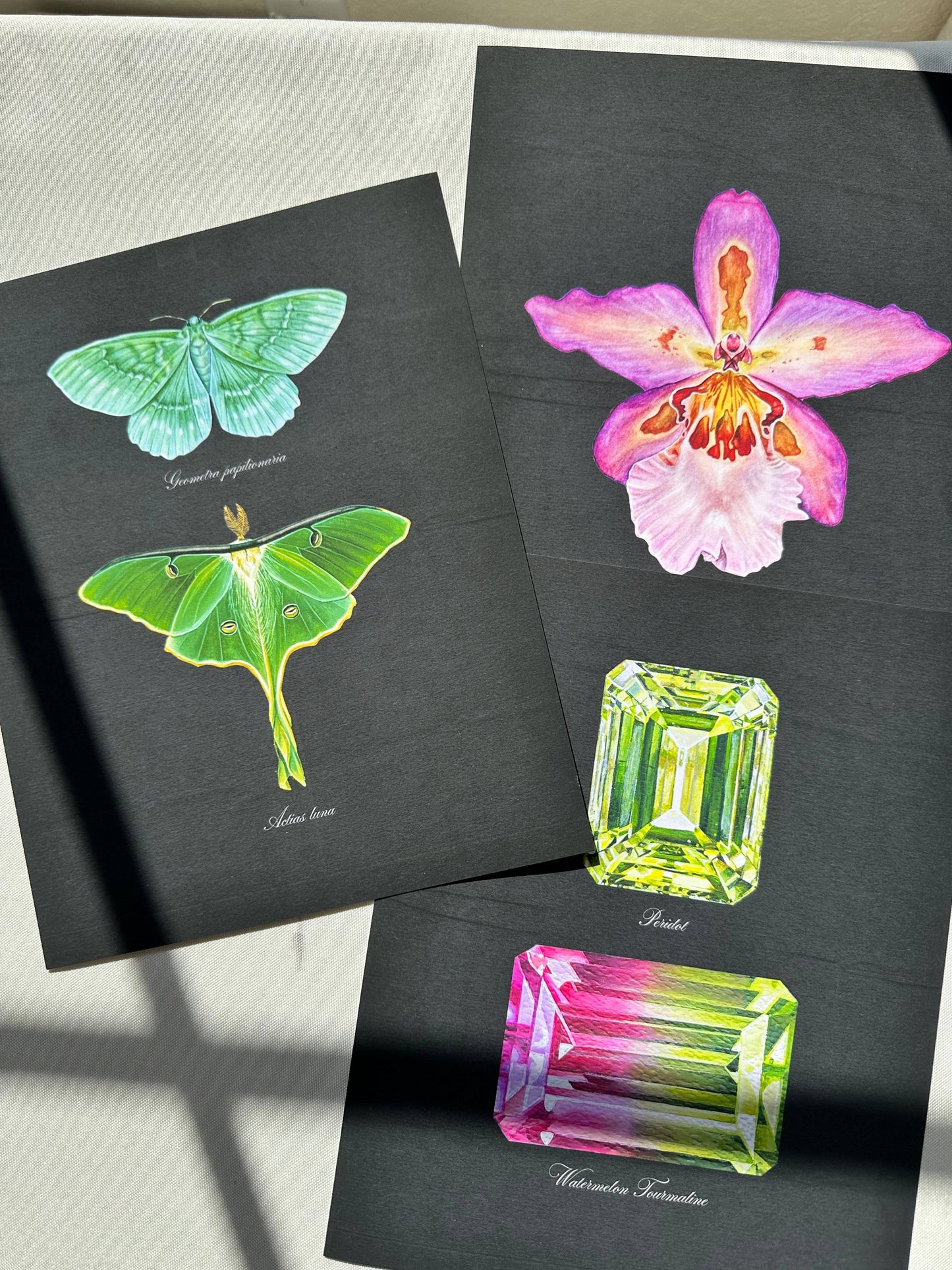Emerald + Luna Moths Watercolor Art Print Nature Art Green