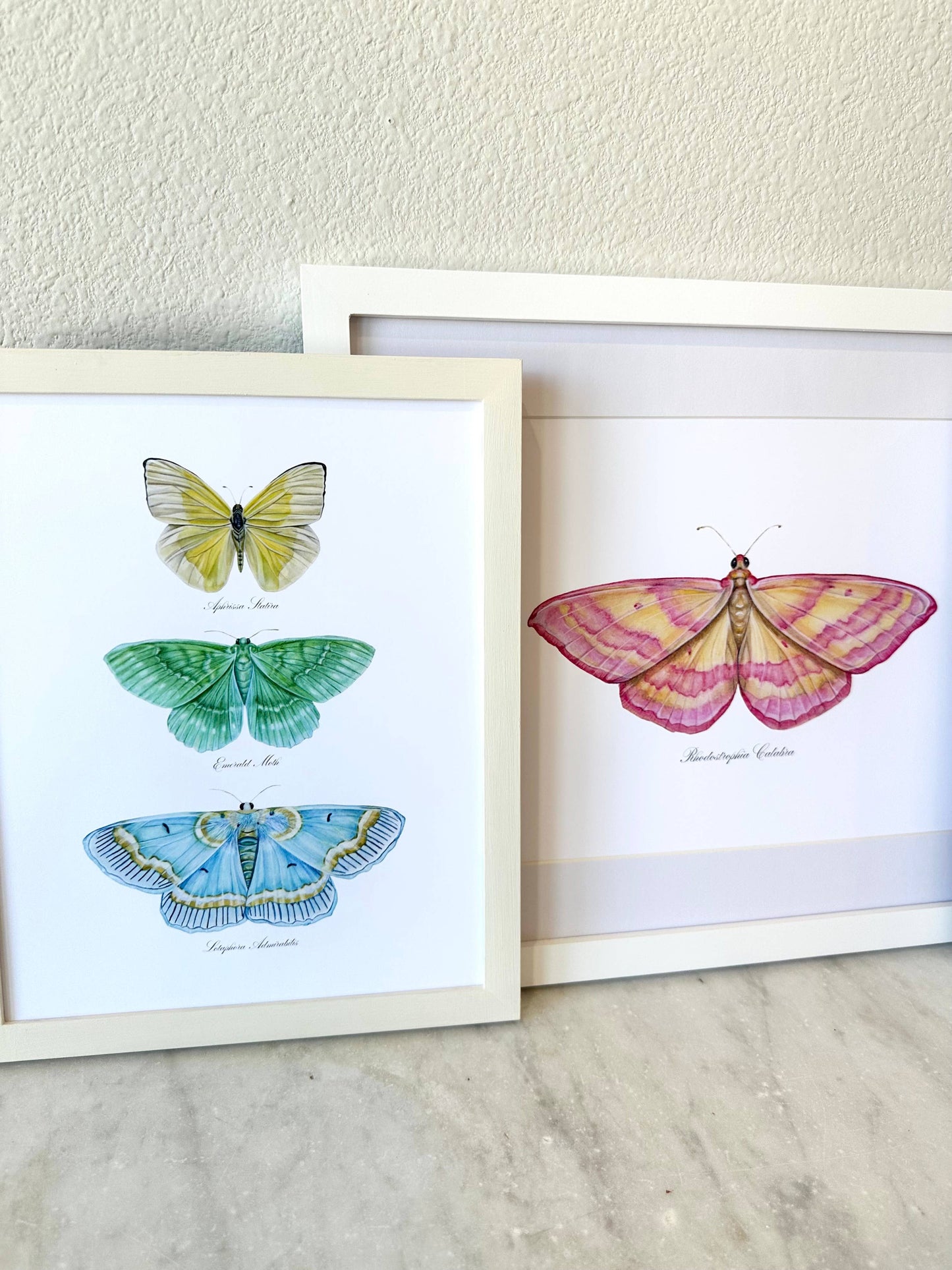Pink Lined Moth Modern Watercolor Print Nature Art Butterfly