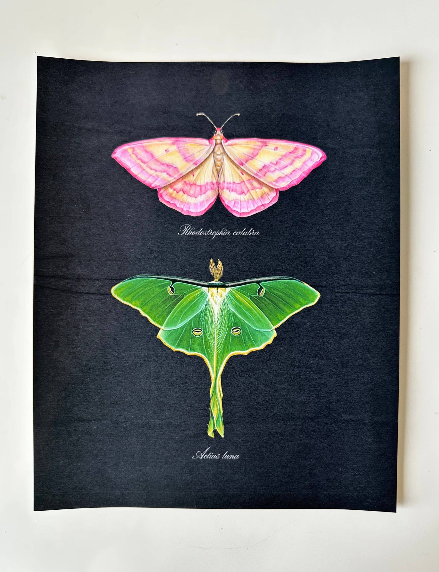 Pink + Luna Moths Print Watercolor Butterfly Art