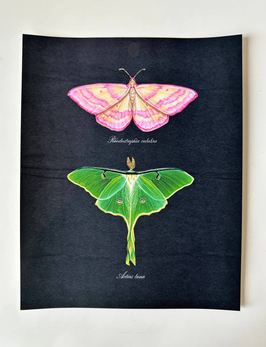 Pink + Luna Moths Print Watercolor Butterfly Art