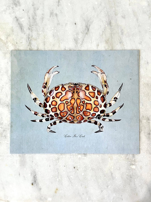 Calico Crab on Blue Print