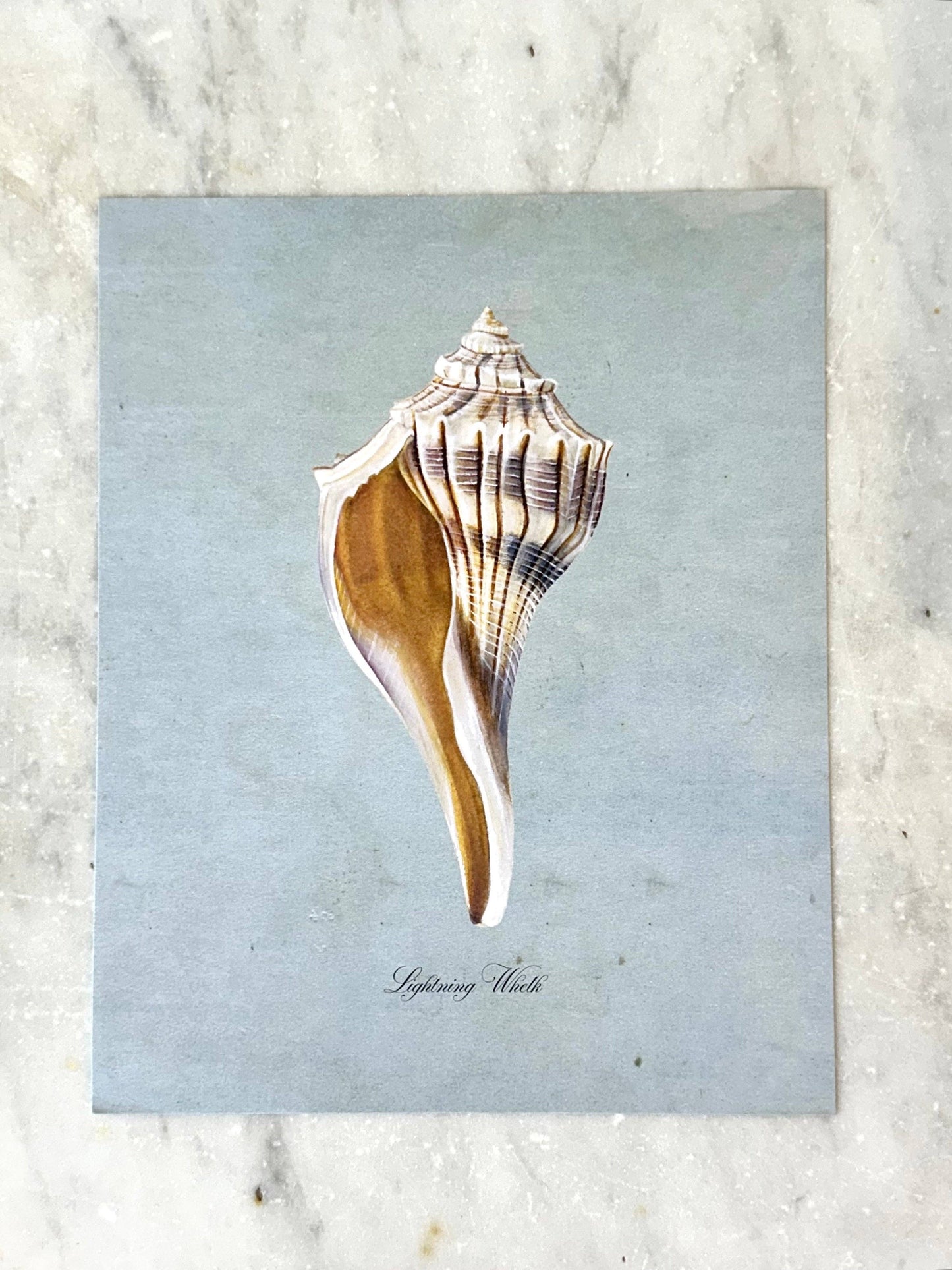 Lightning Whelk on Blue Print