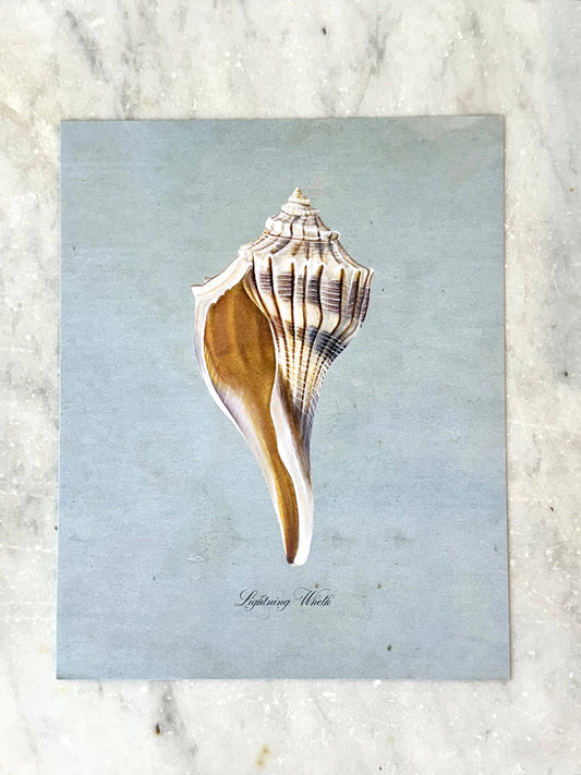 Lightning Whelk on Blue Print