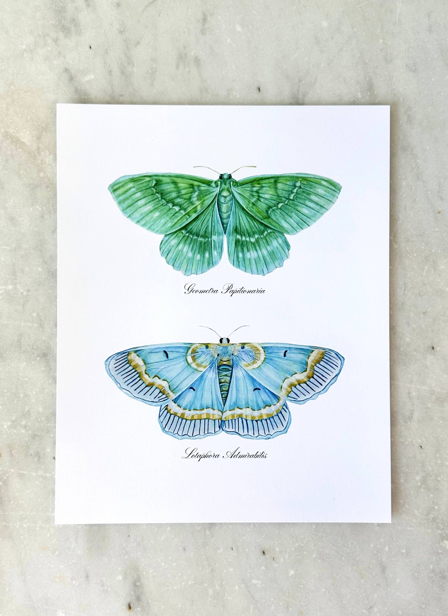 Blue + Emerald Moths Modern Watercolor Art Print Nature Art