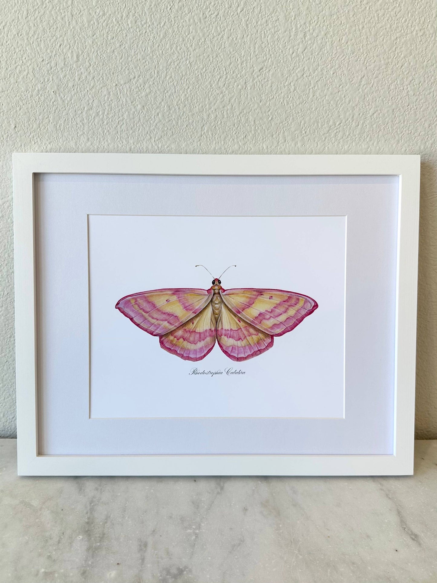 Pink Lined Moth Modern Watercolor Print Nature Art Butterfly