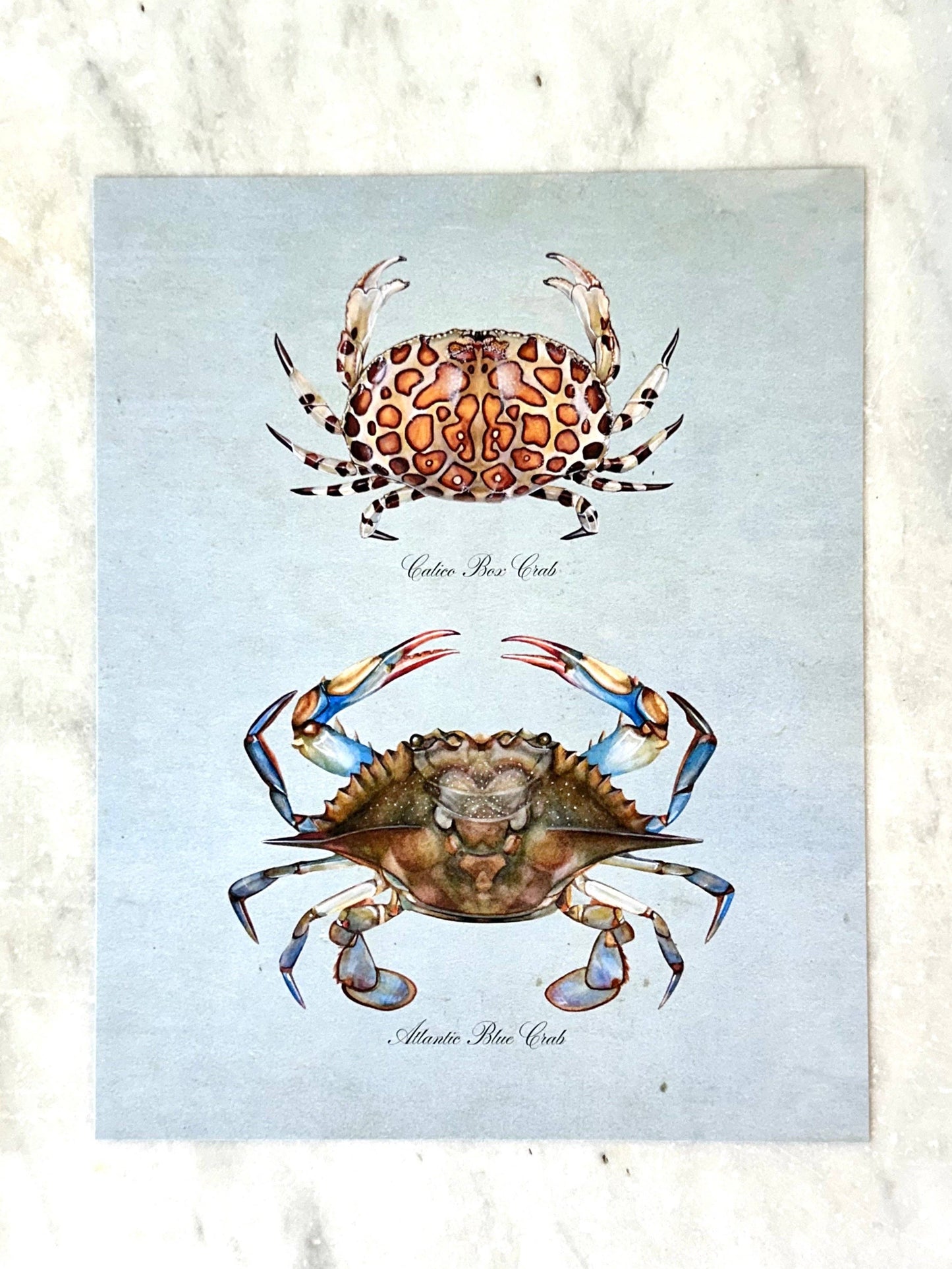 Crab Pair on Blue Print