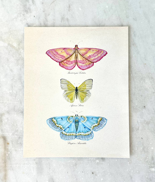 Butterfly Trio 2 Vintage Watercolor Art Print Nursery Art