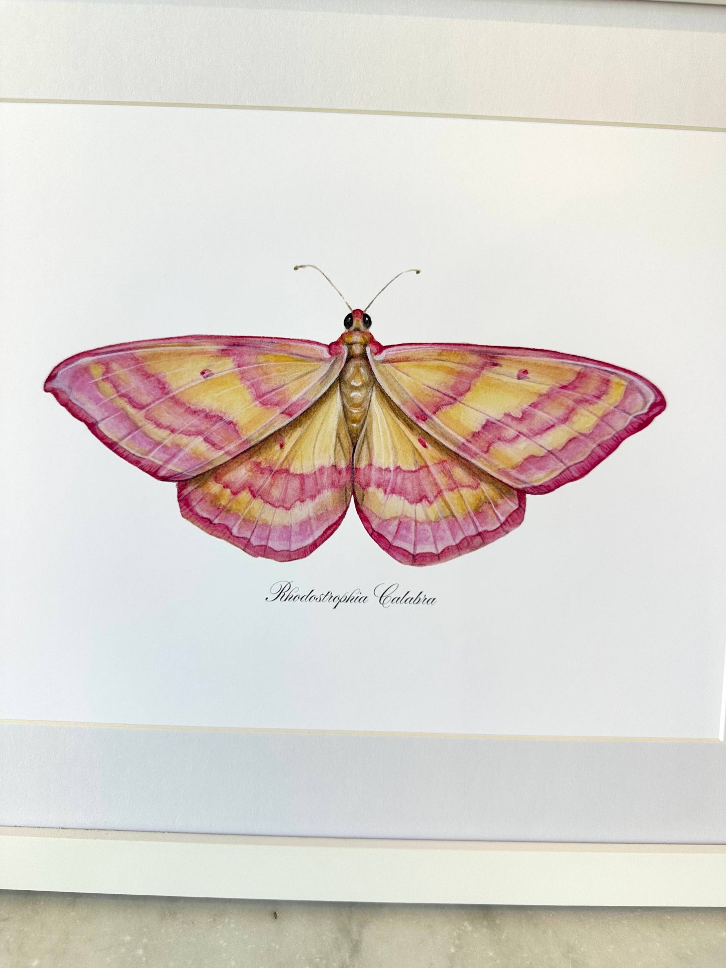 Pink Lined Moth Modern Watercolor Print Nature Art Butterfly