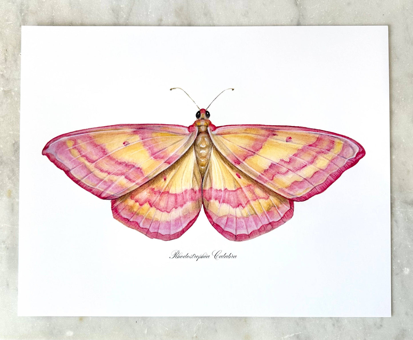 Pink Lined Moth Modern Watercolor Print Nature Art Butterfly