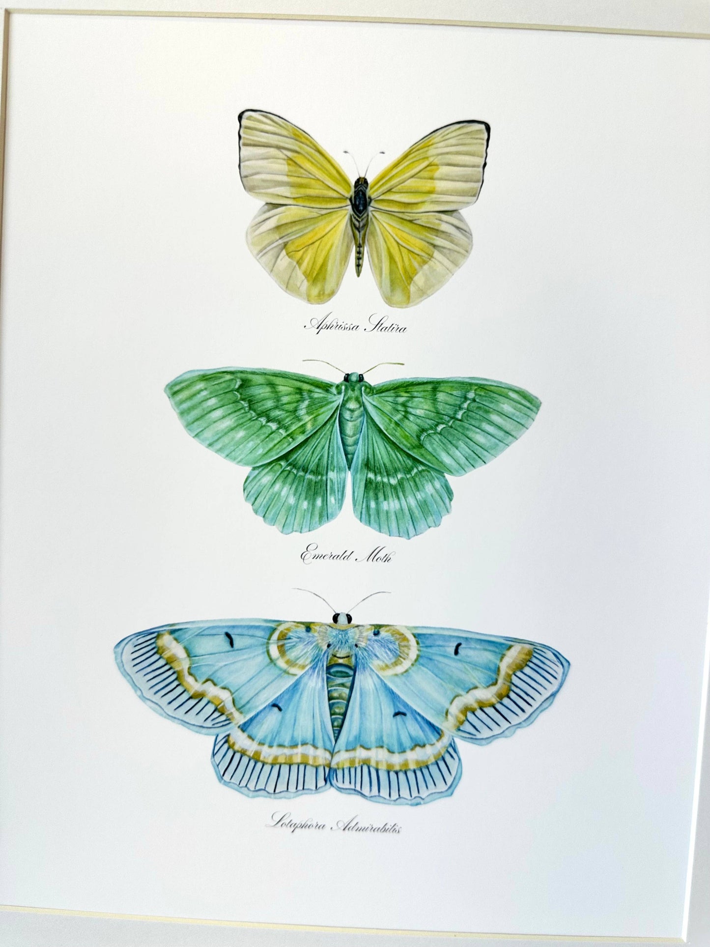 Butterfly Trio 1 Modern Watercolor Art Print Nursery  Art