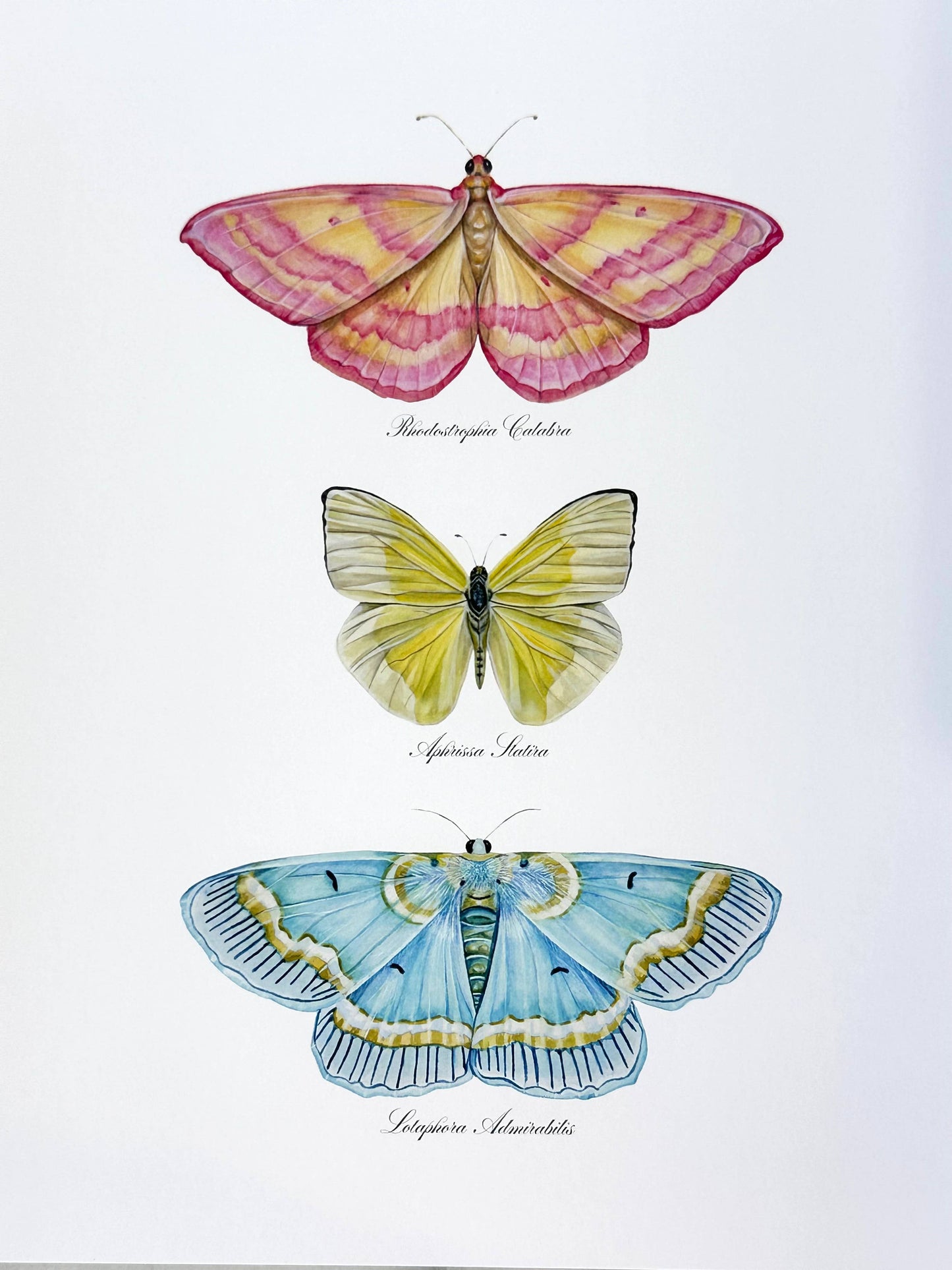 Butterfly Trio 2 Watercolor Art Print Nursery Wall Art 