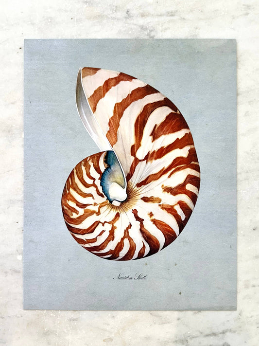 Nautilus Shell Print Watercolor Coastal Beach Artwork