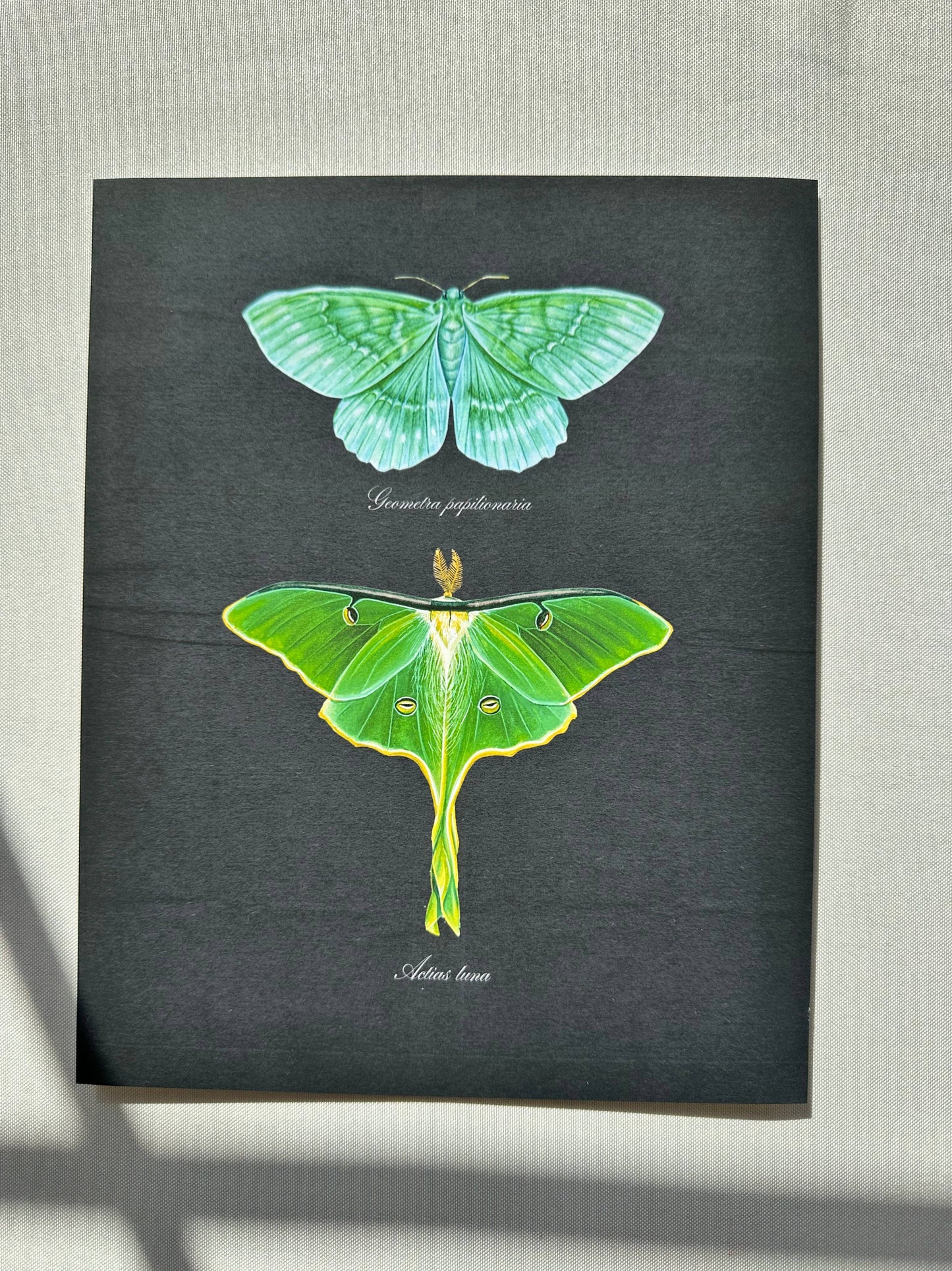 Emerald + Luna Moths Watercolor Art Print Nature Art Green