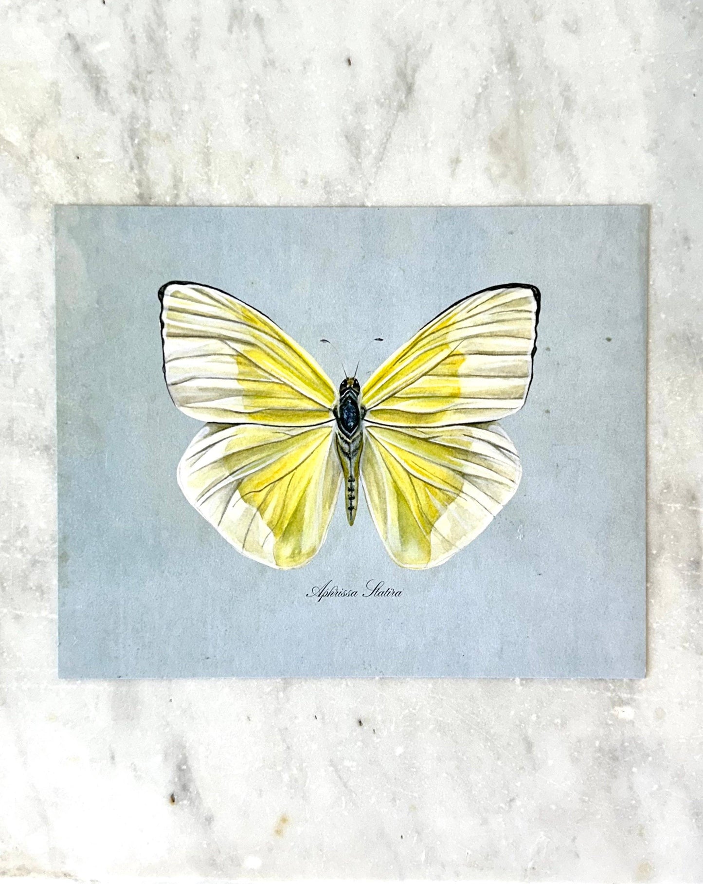 Yellow Butterfly on Blue Print