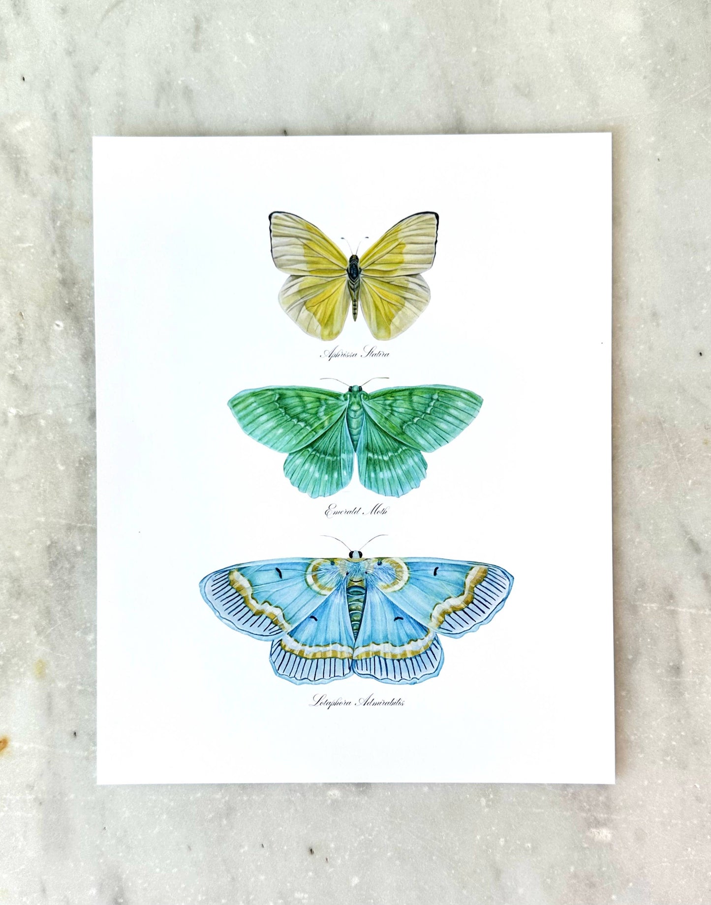 Butterfly Trio 1 Modern Watercolor Art Print Nursery  Art