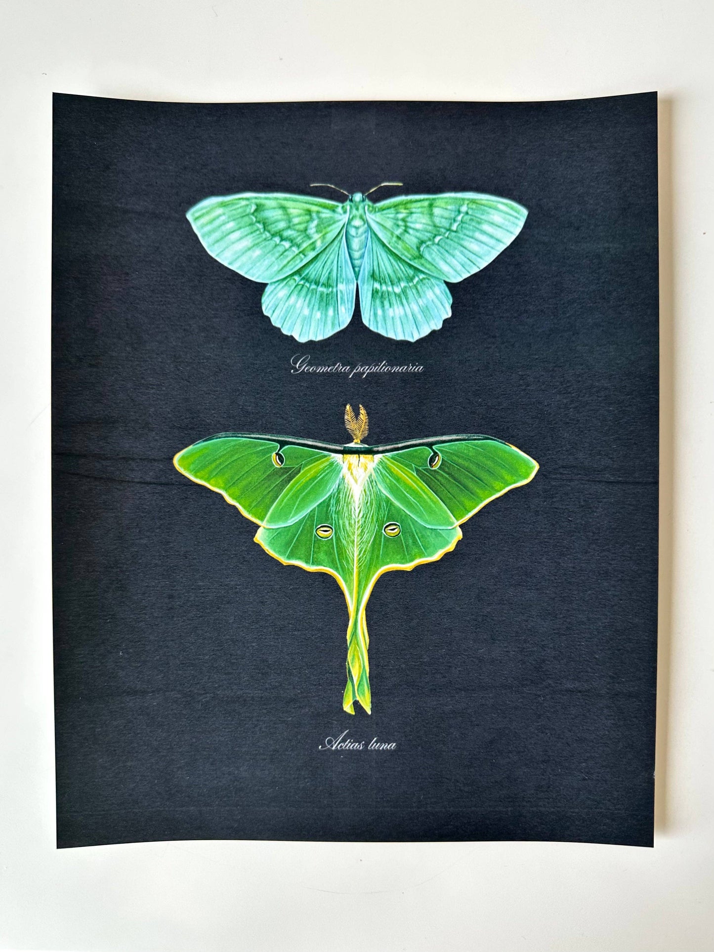 Emerald + Luna Moths Watercolor Art Print Nature Art Green