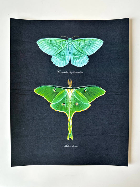 Emerald + Luna Moths Watercolor Art Print Nature Art Green