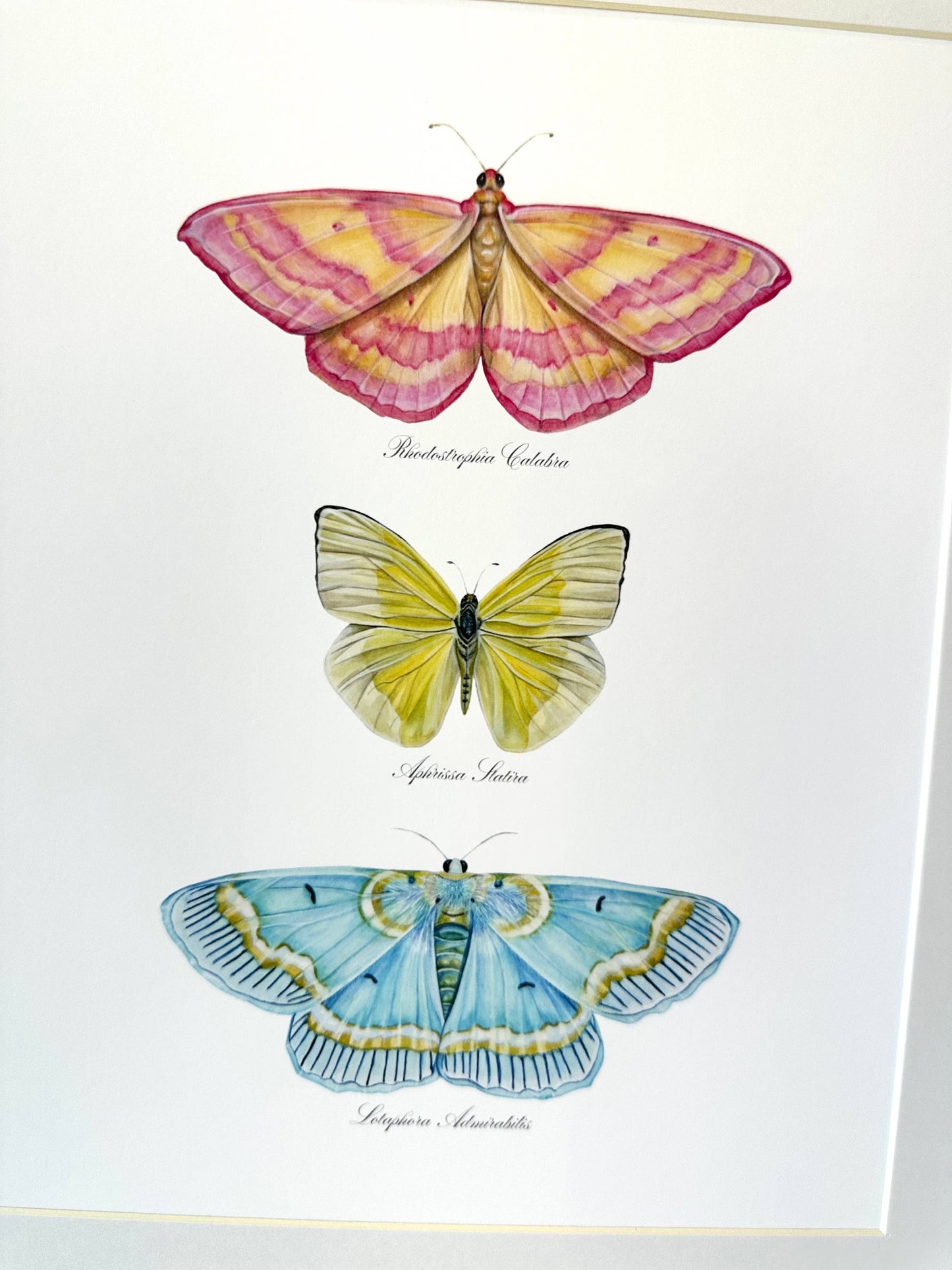 Butterfly Trio 2 Watercolor Art Print Nursery Wall Art 