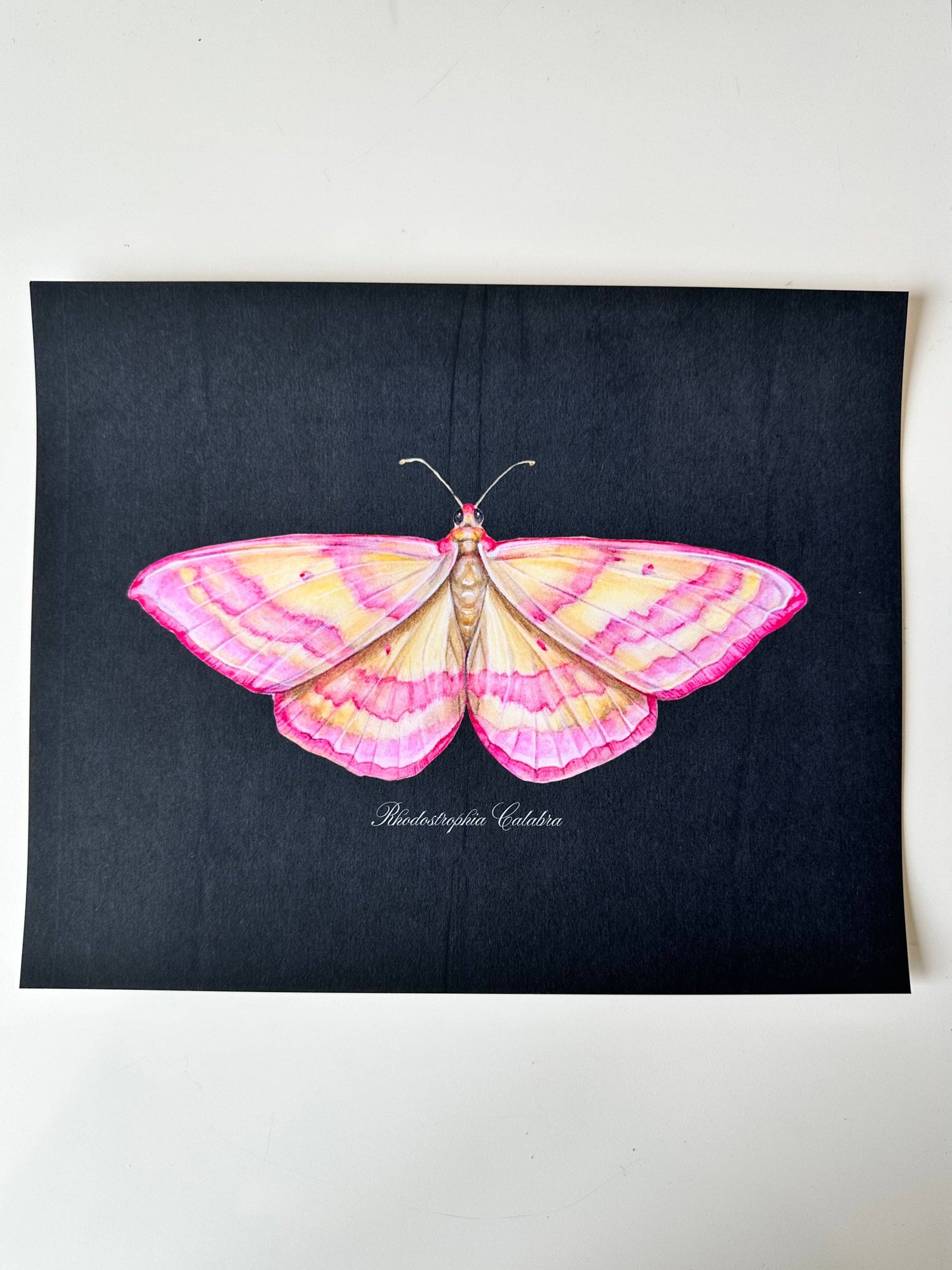 Pink Moth Print Watercolor Butterfly Art